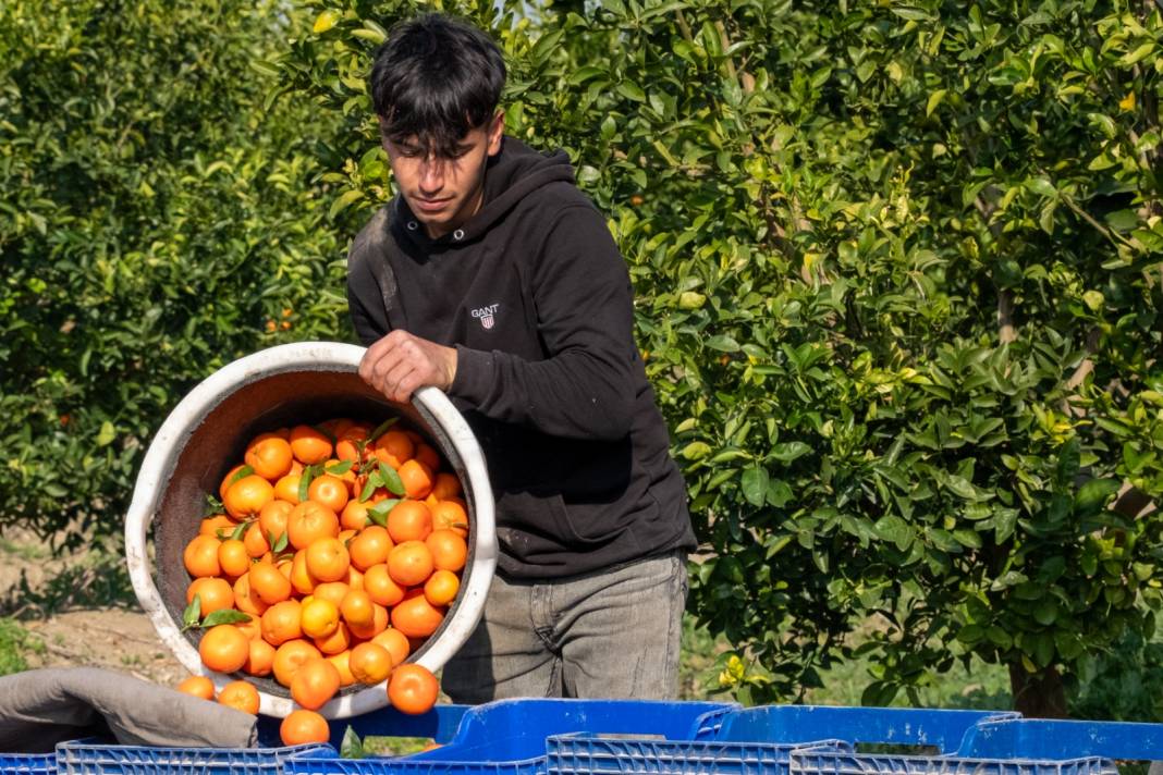 Dalında kilosu 16-18 lirayken markette 45 liradan satılıyor. Hasadı marta kadar sürüyor 4